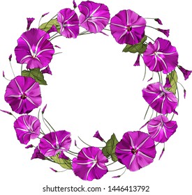 Vector floral wreath. Round frame with pink bindweed and green leaves. Hand drawn flowers in realistic style. All elements are isolated and editable.  Design for greeting card, wedding invitation.