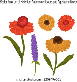 Flores vectoriales de Helenium Autumnale y flor agastache. Ilustración vectorial.