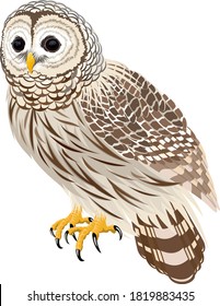 vector florida barred owl illustration