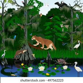 vector Florida Everglades landscape with different wetland animals