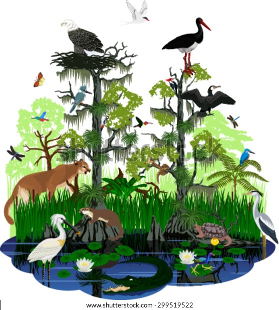 vector Florida Everglades landscape with\
different wetland\
animals