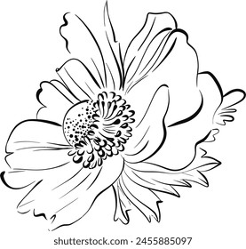 Vector flower. Anemone in graphics style. Paris springtime, romantic line. Botanical illustration, flora. Black circuit silhouette