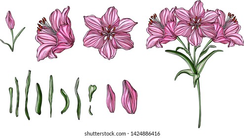 Vector flower arrangements with Lily flowers