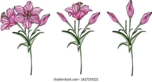 Vector flower arrangements with Lily flowers
