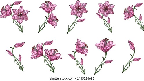 Vector flower arrangements with Lily flowers