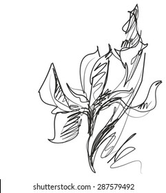 VECTOR    Flower background for design with iris