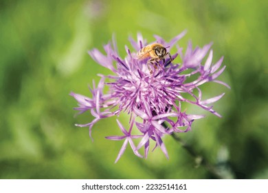 Vector of flower with bee. Symbol of nature and insect.