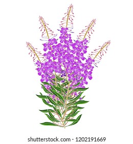 Vector flower bouquet of Chamerion Angostyfolium. Health and nature medical plants and tea herbs,perfect for natural and organic products.