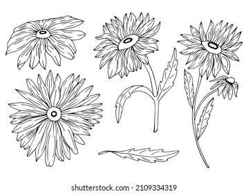 Chamomile de flor vectorial. Dibujado a mano. Estilo vintage