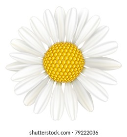 Chamomile de flores vectoriales, planta medicinal. Aislado sobre fondo blanco.