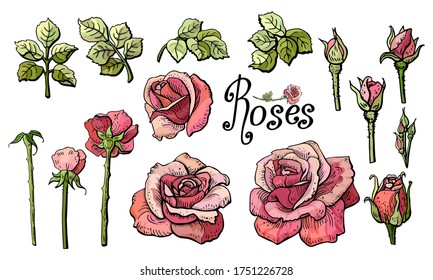  Vector flower collection. Set of beautiful roses.Elements for greeting card, invitation card for the wedding, holidays,for spring and summer background.