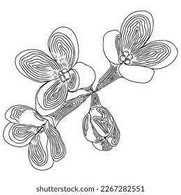 Vector flower for coloring book or page. Isolated flower