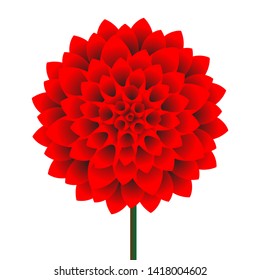 vector flower dahlia, beautiful flower colorful