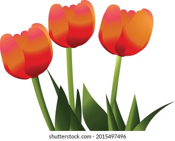 Vector Flower design, Isolated on white background use as wedding vector invite card 