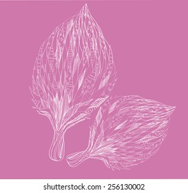 vector flower drawing