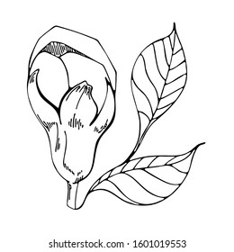 Vector flower drawing. Apple flowers on a white background. Vector floral illustration. Floral element on a white background. Can be used for printing, websites, textiles, wrapping paper.
