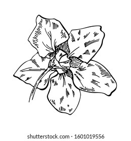 Vector flower drawing. Apple flowers on a white background. Vector floral illustration. Floral element on a white background. Can be used for printing, websites, textiles, wrapping paper.