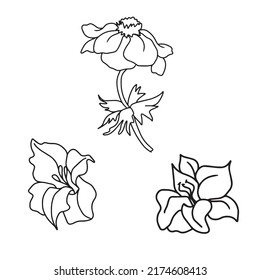 Vector flower drawing by hand , for banners, postcards , stickers ,on a white isolated background . Flowers