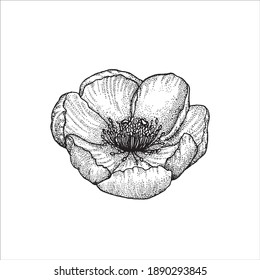 Dibujo de líneas de flor vectorial en un fondo blanco.