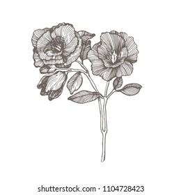 Vector flower drawing in line-art style isolated on white. Highly detailed hand drawn flower. Vintage  tropical flower