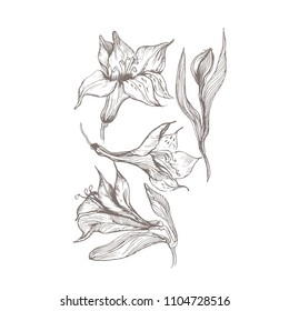 Vector flower drawing in line-art style isolated on white. Highly detailed hand drawn flower. Vintage  tropical flower