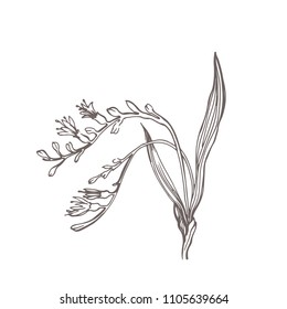 Vector flower drawing in line-art style isolated on white. Highly detailed hand drawn flower. Vintage  campestral
 flower