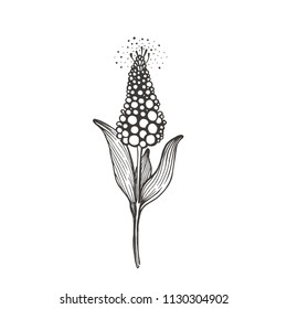 Vector flower drawing in line-art style isolated on white. Highly detailed background with hand drawn flower. 