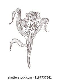 Vector flower drawing in line-art style isolated on white. Highly detailed hand drawn flower. Vintage  tropical flower