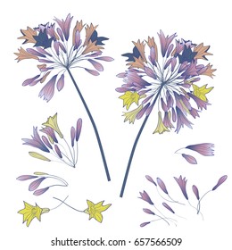 Vector flower elements set collection of  African lily flower. Vector illustration for greeting, invitation background.