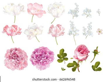 Vector flower elements set isolated on white background. Tulip, peony, rose flowers and leaves. Romantic design  elements for greeting cards, cosmetic, wedding invitations.