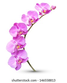 Vector flower exotic orchid branch