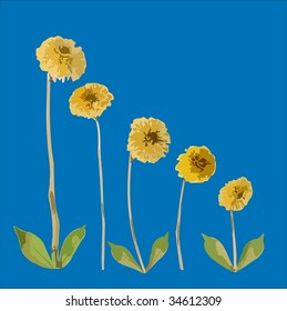 Familia de flores vectoriales