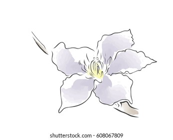 vector flower hand-drawn