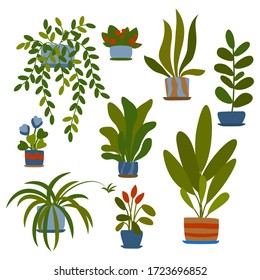 vector flower house plant grow in pots set green leaf collection modern illustration