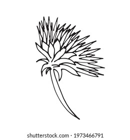 Vector Flower. Illustration for postcards and invitations. Drawing for printing. Doodle.