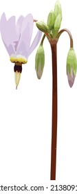 Vector Flower Image of a North American Prairie Shooting Star Wildflower Isolated with Transparent Background  