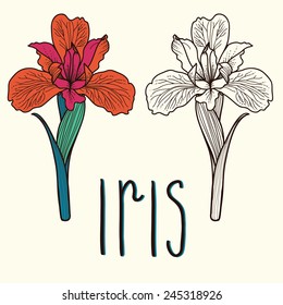 Vector flower of iris