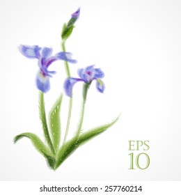 Vector flower iris - imitation pastel drawing