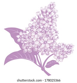 Vector flower isolated on a white background. Vector illustration of lilac.