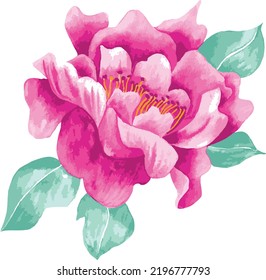 Vector  flower, isolated, white background, pink rose and green leaves
