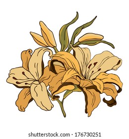 Vector flower. lily