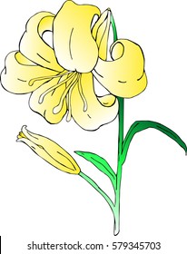 Vector flower Lily on white background