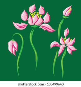 vector flower lotus