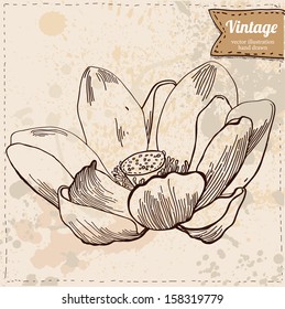 Vector flower of lotus isolated, sketchy hand drawn illustration on vintage paper background