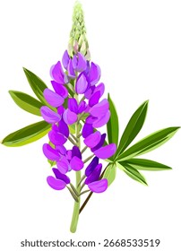 Tremoço de flor vetorial. Brilhante planta de verão florescendo lupino.