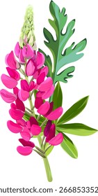 Flor de Vector lupino. Planta de verano brillante floreciendo lupino.