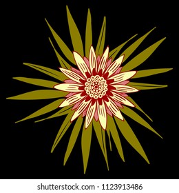 Vector Flower or Mandala. Hand Drawn Style. Beautiful Blossom with Petals. Isolated African Camomile, Gerbera or Daisy. Stylized Flower for Card, Tablecloth, Paper, Tile, Pattern, Wedding Design.