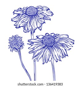 Vector flower marguerite