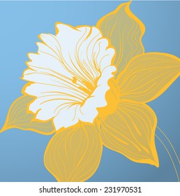 vector flower narcissus