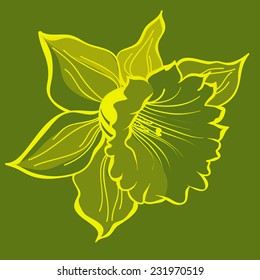 vector flower narcissus isolated on a green background